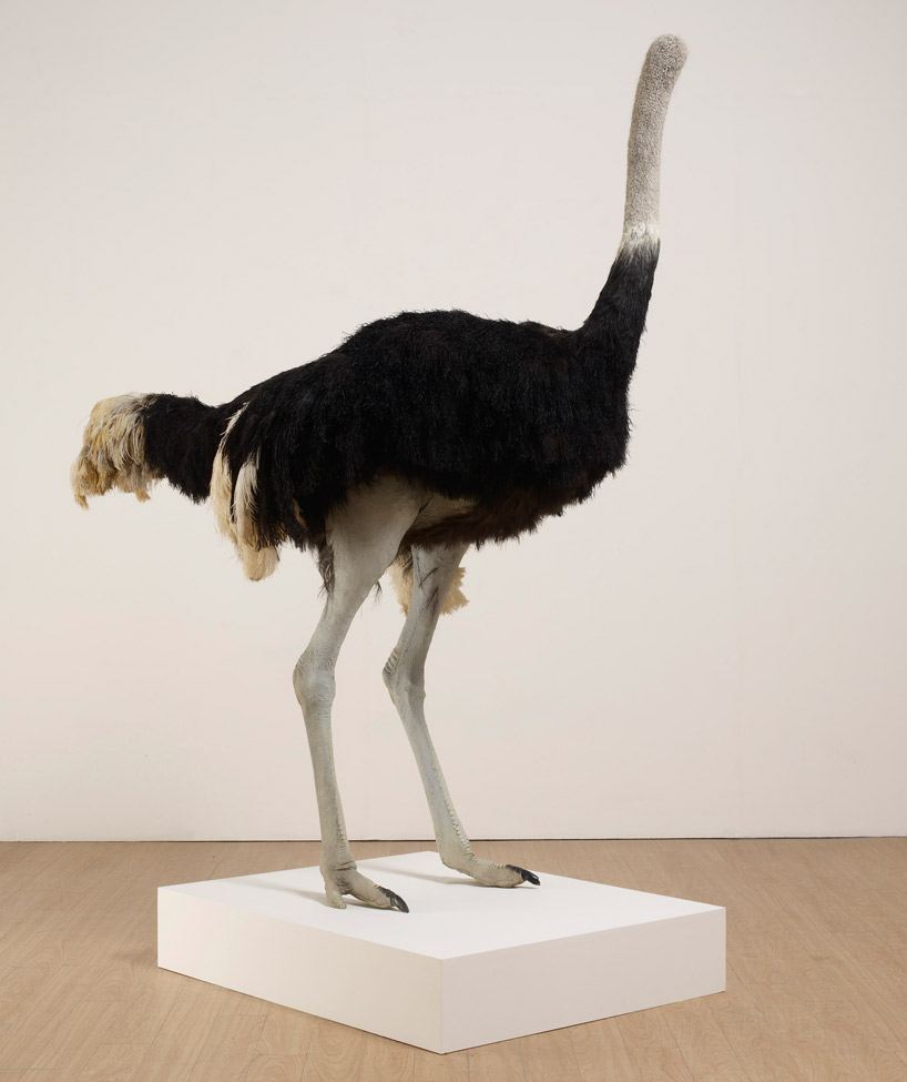 david shrigley: brain activity at hayward gallery, london